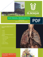 Taller GUÍA DE TRÁQUEA, BRONQUIOS Y PULMONES.