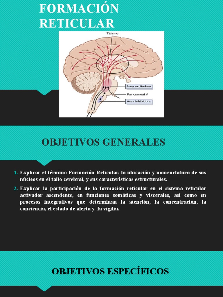 Formación Reticular | PDF | Cerebelo | Cerebro