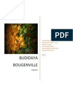 Budidaya Bunga Bougenville