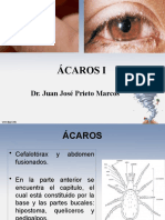 Arácnidos