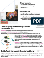 Cellular Respiration