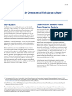 Use of Antibiotics in Ornamental Fish Aquaculture: Gram-Positive Bacteria Versus Gram-Negative Bacteria