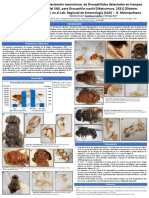 Poster Drosophila Congreso (2017)