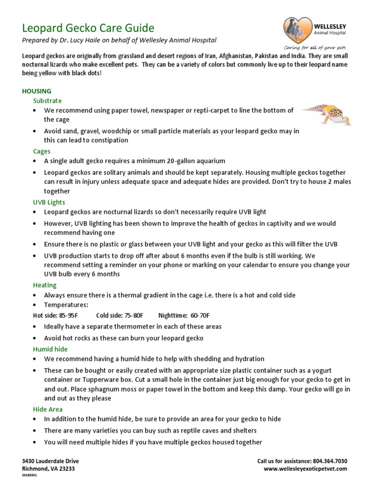 Leopard Gecko Care Guide | PDF | Lizard | Insects