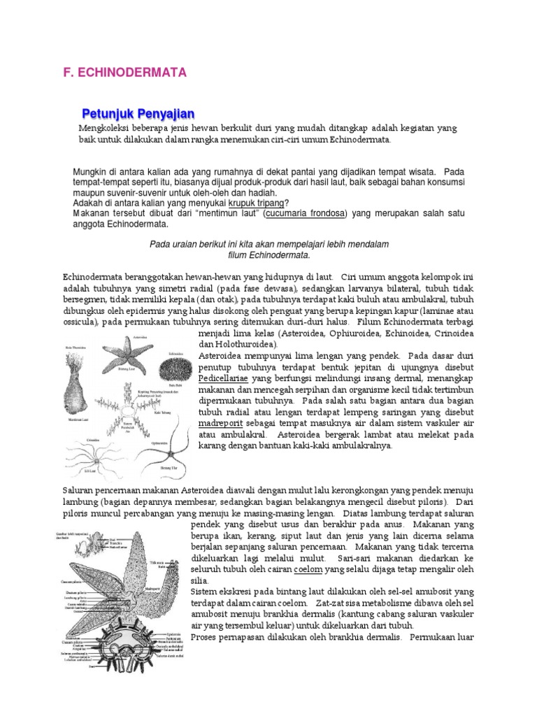 003 Echinodermata | PDF | Ilmu Sosial