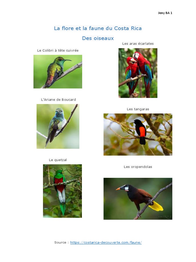 La Flore Et La Faune Du Costa Rica | PDF | Science | Biologie