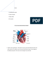 Diagram Human Heart Kel 1