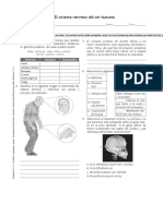Ficha de Refuerzo Sistema Nervioso en El Ser Humano
