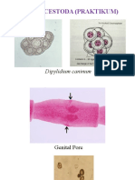 Review Cestoda
