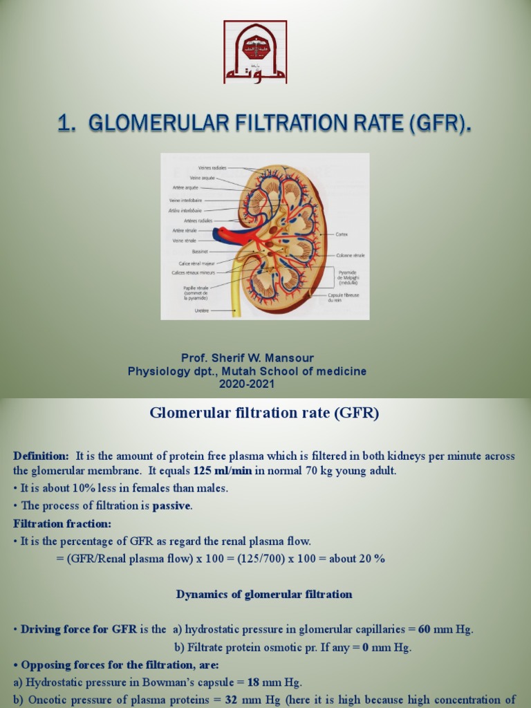 1 Glomerular Filtration Rate GFR PDF Physiology Animal Anatomy