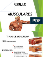 Fibras Musculares