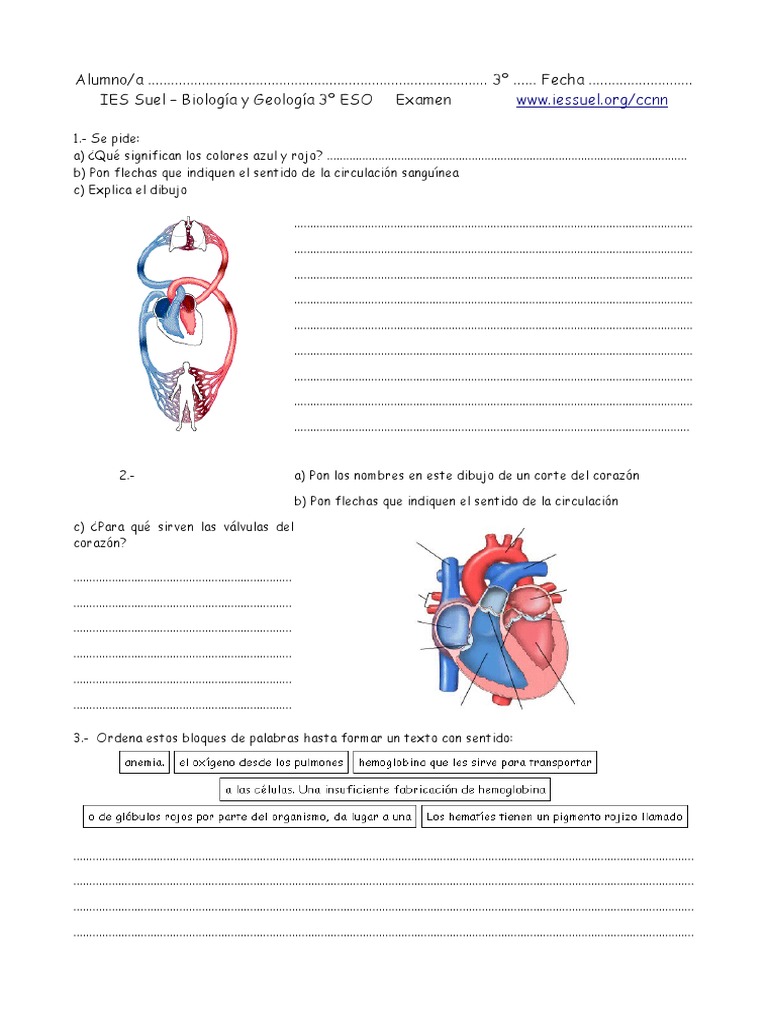 Examen del Aparato Circulatorio 3º ESO | PDF | Sistema circulatorio ...