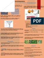 Poster Cientifico