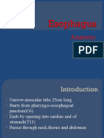 Esophagus