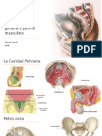 Anatomía de la pelvis y periné masculino