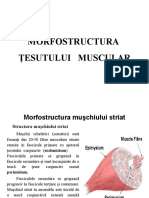 Structura tesutului muscular