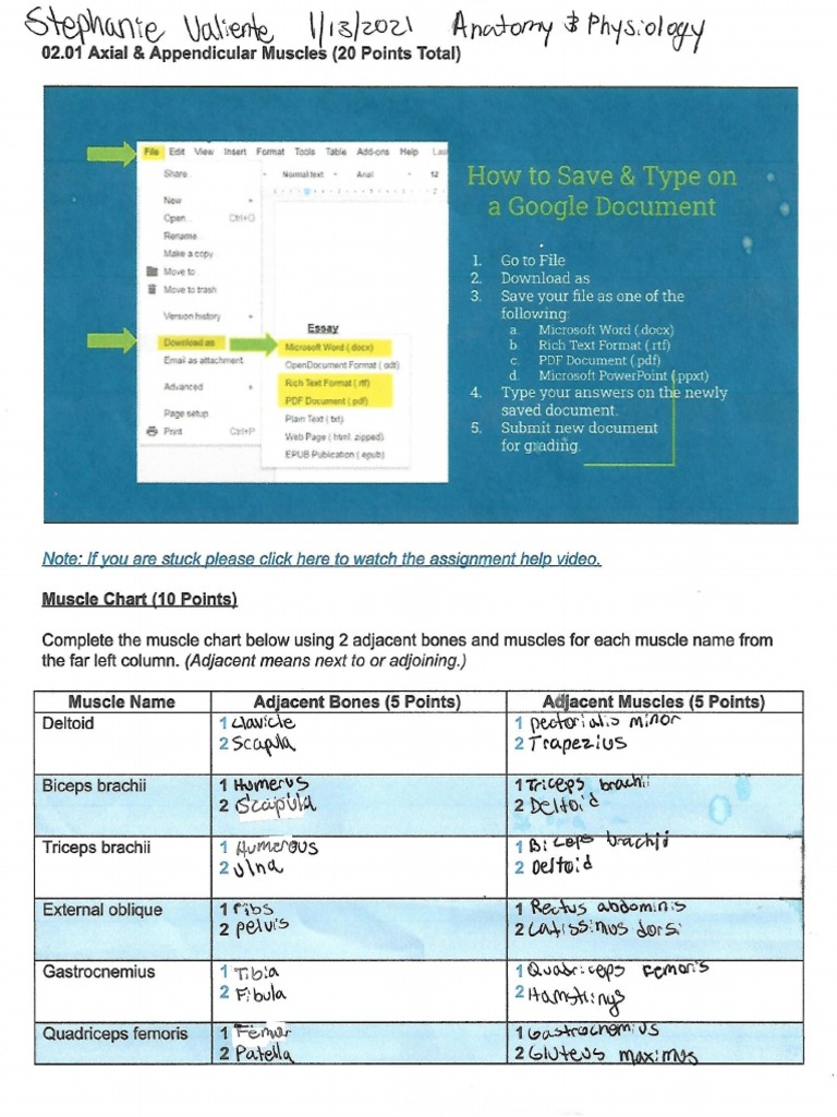 02.01 Axial and Appendicular Skeleton | PDF