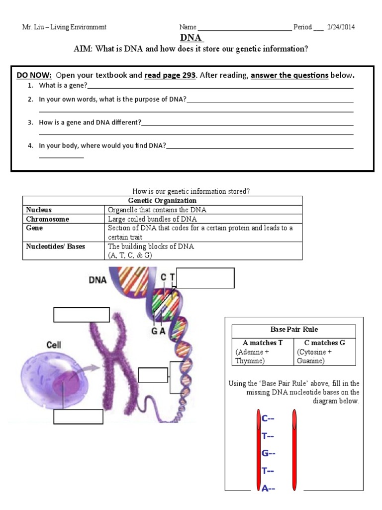 Ordering DNA Structures: Gene to Nucleus | PDF | Gene | Nucleic Acid ...