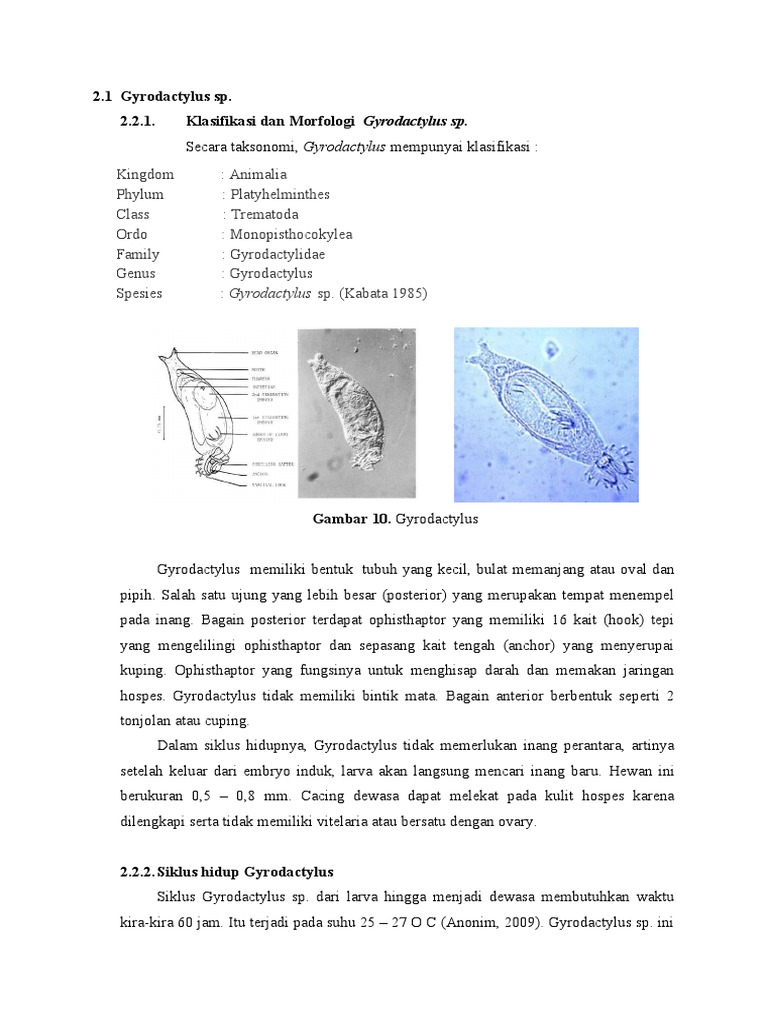 Gyrodactylus SP | PDF