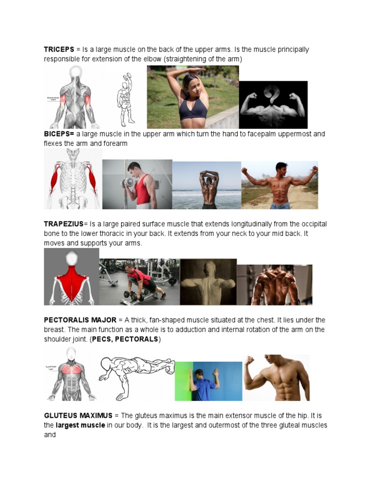 Major Muscle Groups Explained | PDF