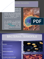 Bacterias Termófilo