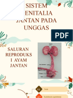 Genitalia Jantan Unggas