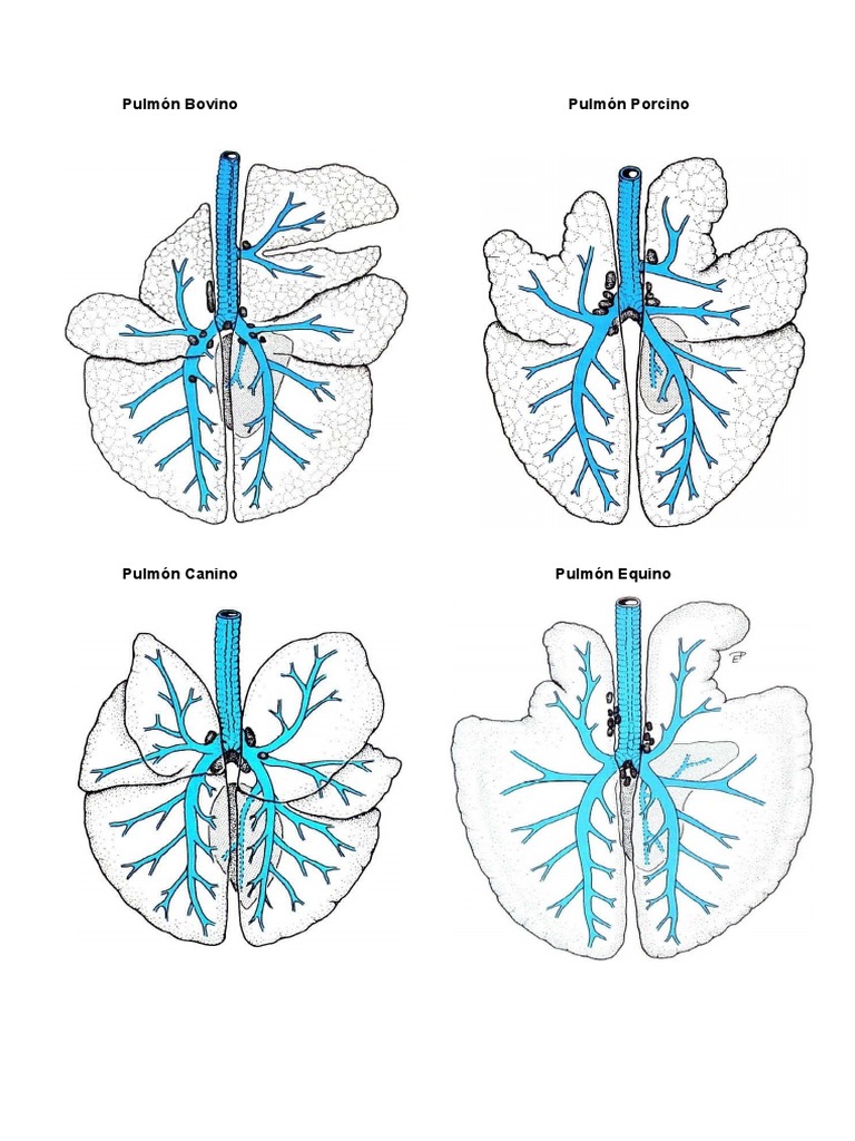 Anatomía de Pulmones: Bovino y Equino | PDF