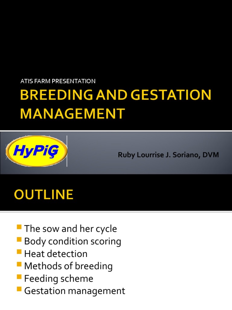 Sow Breeding and Management Guide | PDF | Domestic Pig | Pregnancy