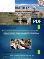 Osteomielitis en alpacas: causas, síntomas y tratamiento