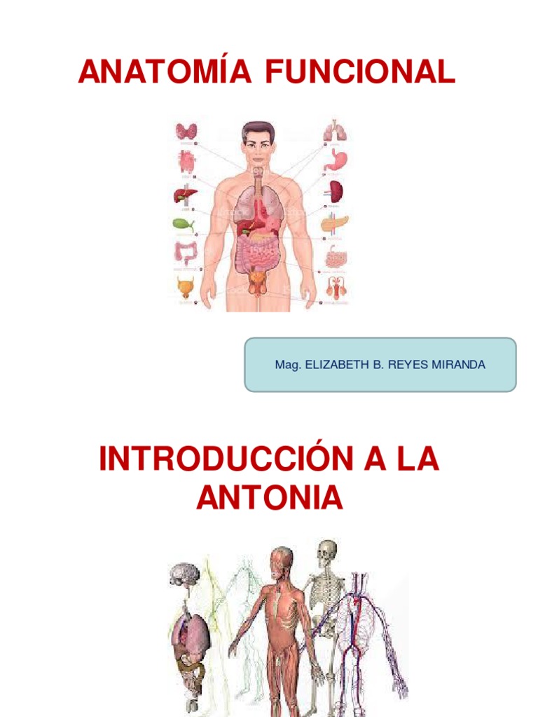 Introducción A La Anatomia Funcional PDF