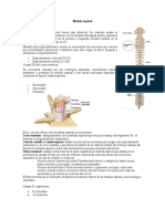 Médula Espinal1