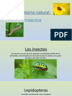 Insectos Artes Visuales