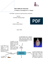 HernandezVelazquezSergio4LM3 - Transporte de Espermatozoides