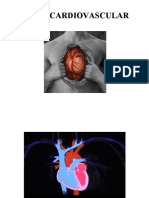 Sistema Cardiovascular