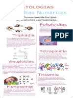 Infografias de Patologias Numericas y Estructurales