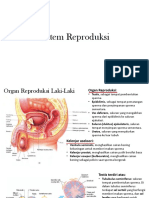 Sistem Reproduksi