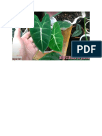 alocasia frydek