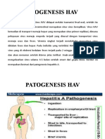 Patogenesis Hav