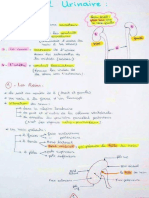 Anatomie de l'Appareil urinaire 