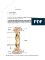 Laboratorio 001 LOS HUESOS Y SUS PARTES
