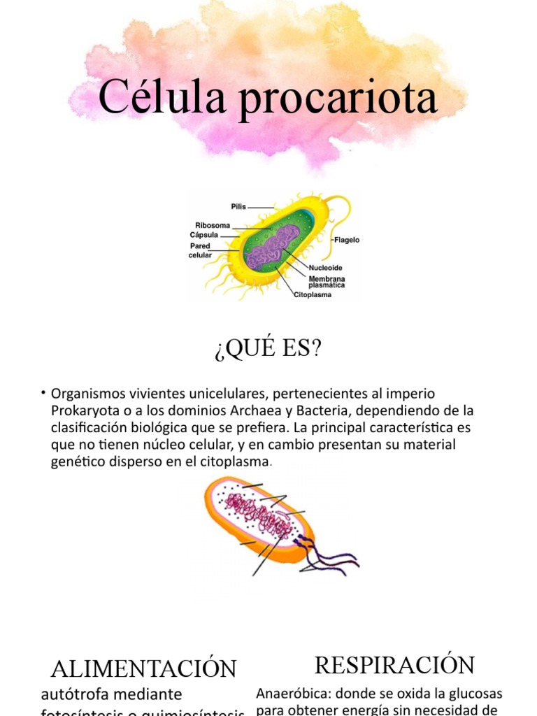 Características de las Células Procariotas | PDF | Ciencia y matemáticas