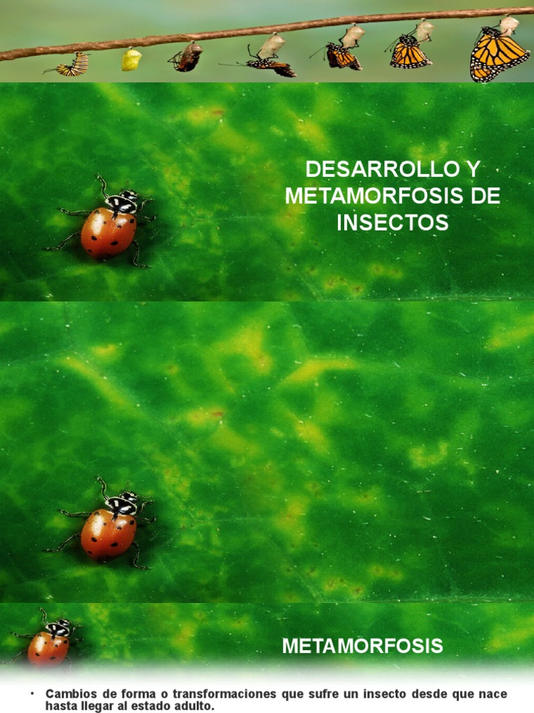 Metamorfosis y desarrollo de insectos | PDF | Crisálida | Insectos