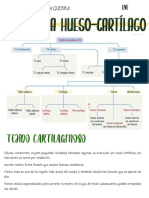 Histología Hueso-Cartilago