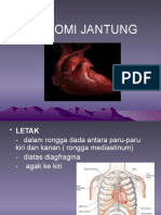 Anatomi Jantung