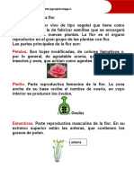 Ficha de La Flor
