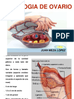 Histología ovario