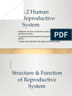 4.2 Human Reproductive System
