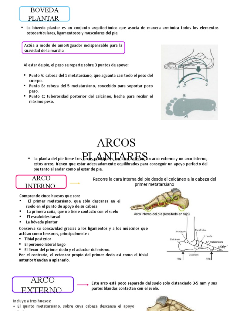 Arcos plantares y su función en el pie | PDF | Dedo del pie | Pie