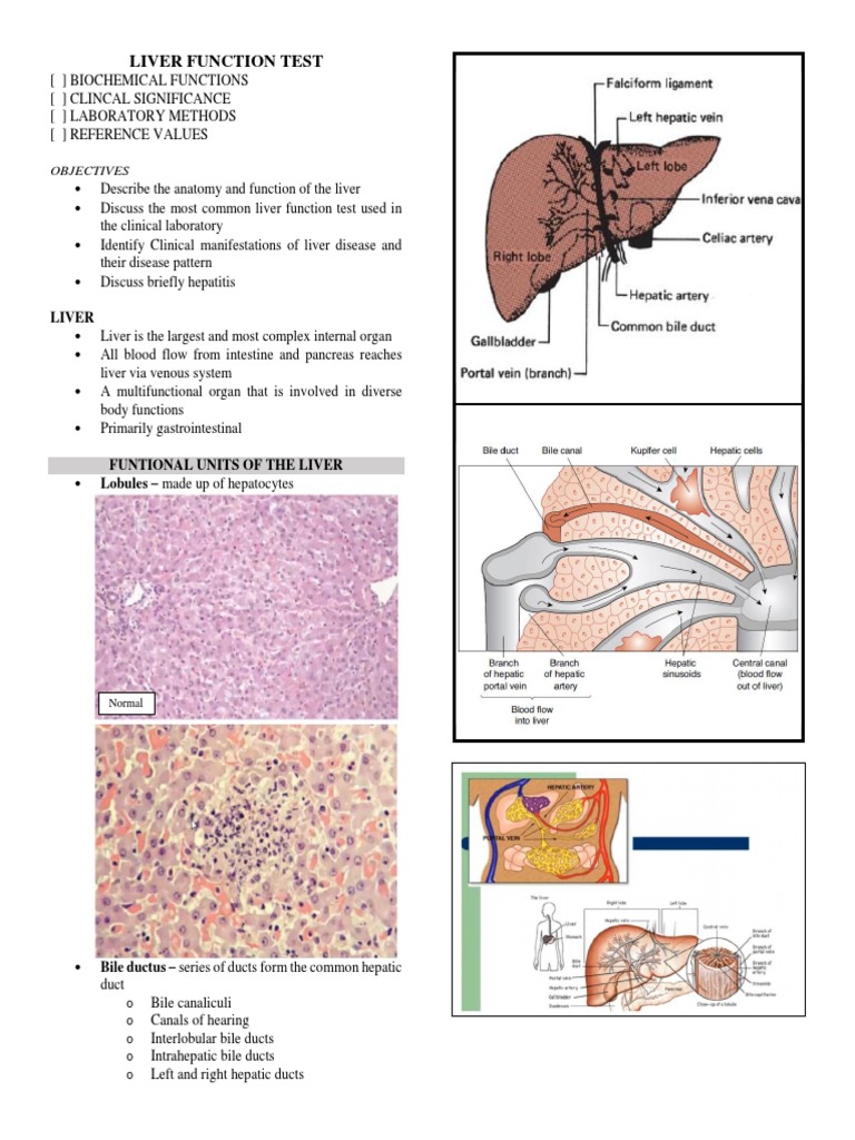 CC - Liver Function | PDF | Liver | Alanine Transaminase