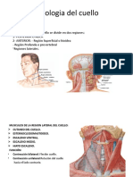 Fisiologia Del Cuello